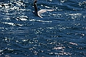 Lago di Como_041